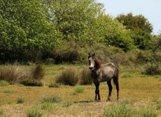 The State Agora A Public Square for Civic Life