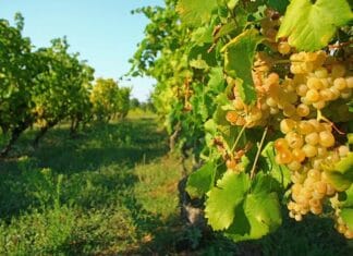 Introduction to Laodicea